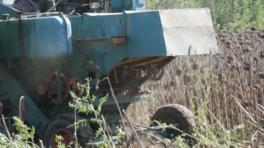 Hasat kuru ayçiçeği birleştirin. Eski Tarım hasat ayçiçeği keser
