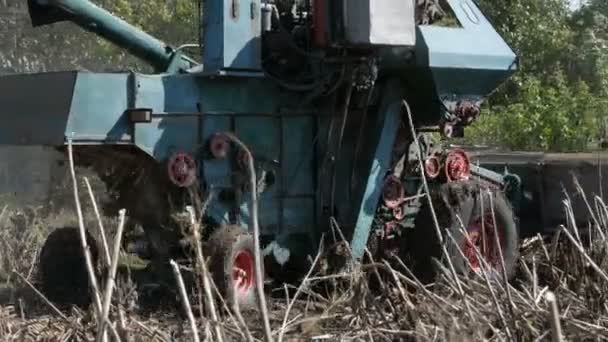 Combiner la récolte de tournesol sec. Vieux moissonneur agricole coupe le tournesol — Video