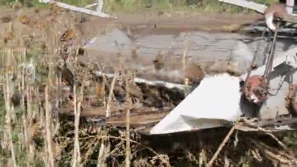 Een oude blauwe harvester verzamelt een zonnebloem gewas op veld. Droge zonnebloemen zijn gesneden met behulp van een agrarische combineren — Stockvideo