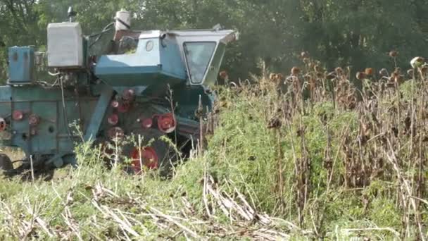 Une vieille vendangeuse bleue récolte un tournesol sur le champ. Tournesols secs sont coupés à l'aide d'une combinaison agricole — Video