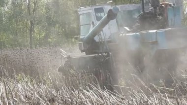 Hasat kuru ayçiçeği birleştirin. Eski Tarım hasat ayçiçeği keser