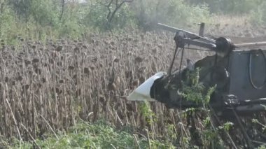 Hasat kuru ayçiçeği birleştirin. Eski Tarım hasat ayçiçeği keser