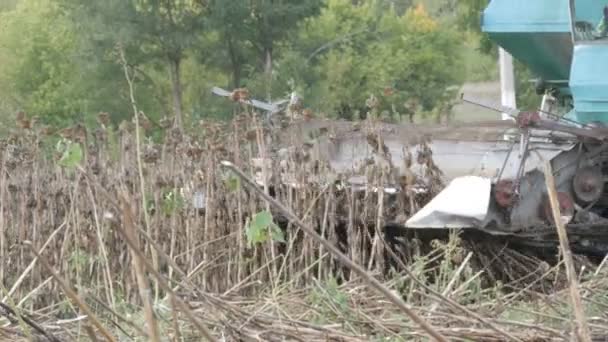 Une vieille vendangeuse bleue récolte un tournesol sur le champ. Tournesols secs sont coupés à l'aide d'une combinaison agricole — Video