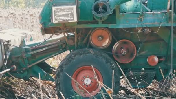 Mähdrescher ernten trockene Sonnenblumen. alter Mähdrescher schneidet die Sonnenblume — Stockvideo