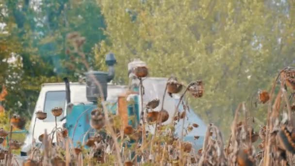 Agrarische combineren oogsten droge zonnebloem gewassen in het veld in de herfst — Stockvideo