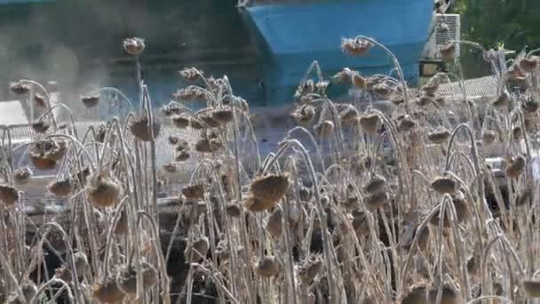 Sklízení suché slunečnice. Starý zemědělský sklírač bourá slunečnici — Stock video