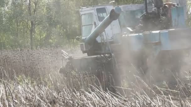 Combina la raccolta di girasole secco. Vecchia raccoglitrice agricola taglia il girasole — Video Stock