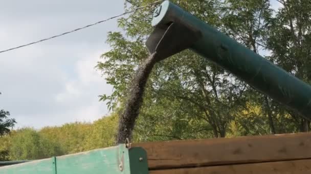 Strømmen af nyslået solsikke bevæger sig fra kombinere til lastbil close up visning, Sunflower Harvest, der arbejder kombinere mejetærsker overføre sin belastning af friskskåret solsikke til en ventende trailer – Stock-video