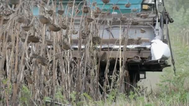 Een oude blauwe harvester verzamelt een zonnebloem gewas op veld. Droge zonnebloemen zijn gesneden met behulp van een agrarische combineren — Stockvideo