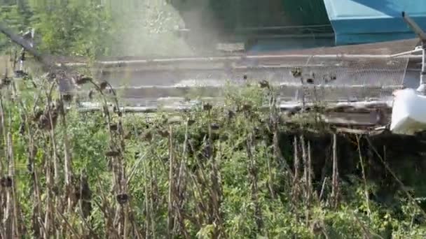 Combiner la récolte de tournesol sec. Vieux moissonneur agricole coupe le tournesol — Video