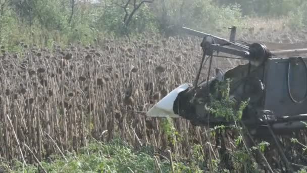 수확 건조 해바라기를 결합 합니다. 해바라기를 자르는 오래 된 농업 수확기 — 비디오