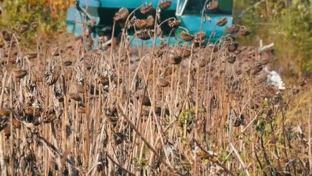 Agrarische combineren oogsten droge zonnebloem gewassen in het veld in de herfst — Stockvideo