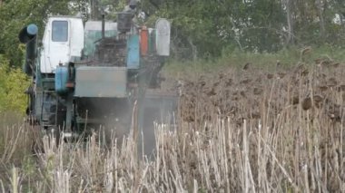 Ayçiçeği bir ürün alan üzerinde eski bir mavi hasat hasat. Kuru ayçiçeği tarım bir birleştirme kullanarak kesilir