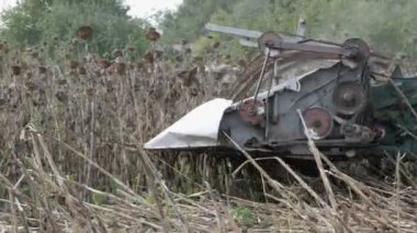 Hasat kuru ayçiçeği birleştirin. Eski Tarım hasat ayçiçeği keser