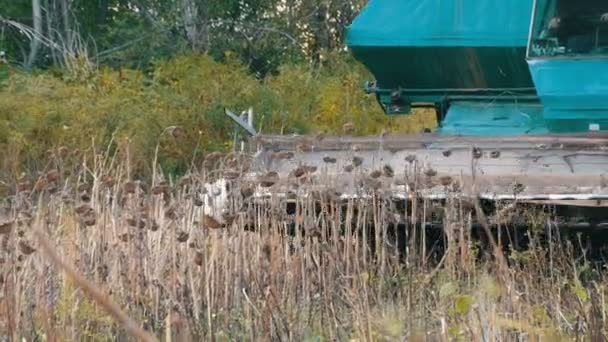 Agricultural combine harvests dry sunflower crops in field in autumn — Stock Video