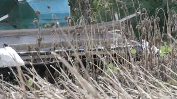 Uma velha colheitadeira azul colhe uma colheita de girassol no campo. Girassóis secos são cortados usando uma combinação agrícola — Vídeo de Stock