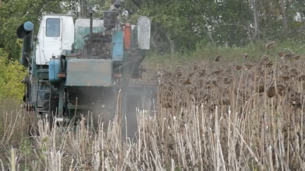 Un vecchio raccoglitore blu raccoglie un raccolto di girasole sul campo. Girasoli secchi vengono tagliati utilizzando una combinazione agricola — Video Stock