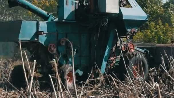 Combine a colheita de girassol seco. Velha colheitadeira agrícola corta o girassol — Vídeo de Stock