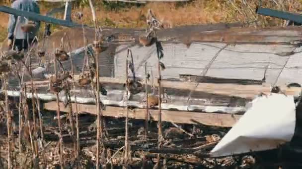 Velha ceifa colheitas de girassol seco no campo. Detalhes da colheitadeira que funciona — Vídeo de Stock