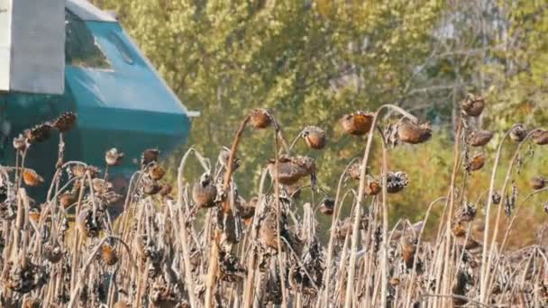Mähdrescher erntet im Herbst trockene Sonnenblumenkulturen auf dem Feld — Stockvideo