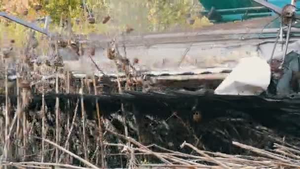 Récoltes combinées agricoles de tournesol sec dans les champs en automne 