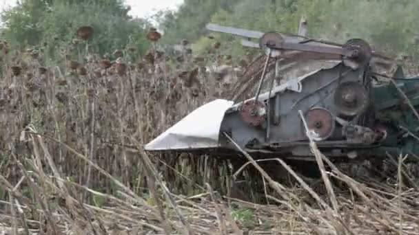 Combina la raccolta di girasole secco. Vecchia raccoglitrice agricola taglia il girasole — Video Stock