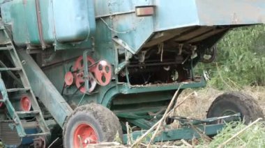 Ayçiçeği bir ürün alan üzerinde eski bir mavi hasat hasat. Kuru ayçiçeği tarım bir birleştirme kullanarak kesilir