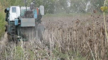 Ayçiçeği bir ürün alan üzerinde eski bir mavi hasat hasat. Kuru ayçiçeği tarım bir birleştirme kullanarak kesilir