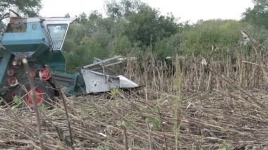 Ayçiçeği bir ürün alan üzerinde eski bir mavi hasat hasat. Kuru ayçiçeği tarım bir birleştirme kullanarak kesilir