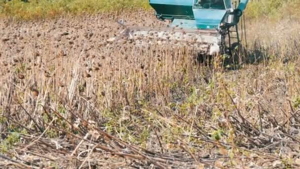 Mähdrescher erntet im Herbst trockene Sonnenblumenkulturen auf dem Feld — Stockvideo