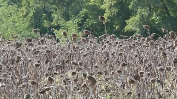 Combineer oogsten droge zonnebloem. Oude agrarische Harvester snijdt de zonnebloem — Stockvideo