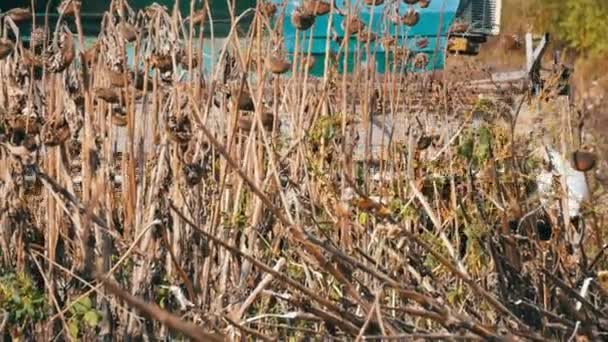 Mähdrescher erntet im Herbst trockene Sonnenblumenkulturen auf dem Feld — Stockvideo