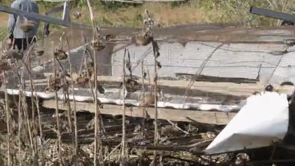 乾燥ヒマワリを収穫を組み合わせる。古い農業の収穫機はヒマワリを切る — ストック動画