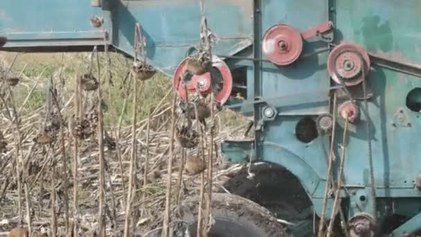 Las viejas cosechas combinan girasol seco en el campo. Detalles de la cosechadora que funciona — Vídeo de stock