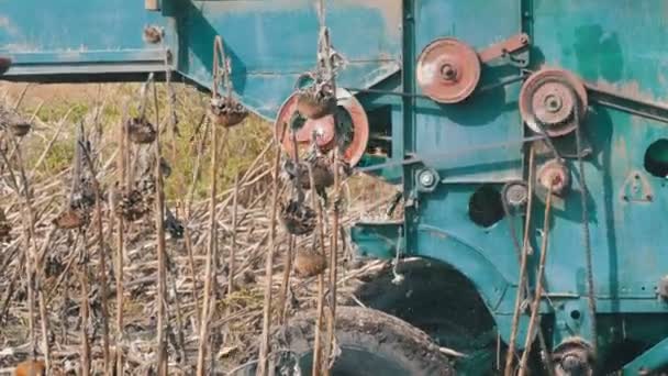 Vieux combinent les récoltes de tournesol sec sur le terrain. Détails de la moissonneuse qui fonctionne — Video