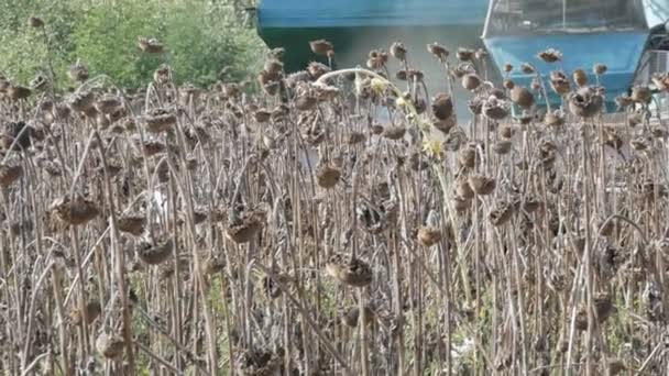 Combineer oogsten droge zonnebloem. Oude agrarische Harvester snijdt de zonnebloem — Stockvideo