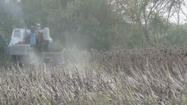 Combina la raccolta di girasole secco. Vecchia raccoglitrice agricola taglia il girasole — Video Stock