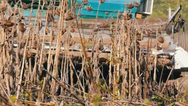 Сільськогосподарський комбайн урожай сухих соняшникових культур на полі восени — стокове відео
