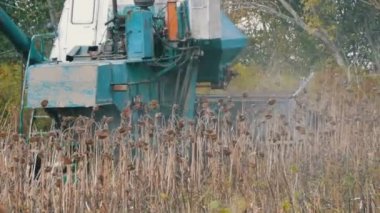 Tarım kombine hasat kuru ayçiçeği bitkileri sonbahar alanında