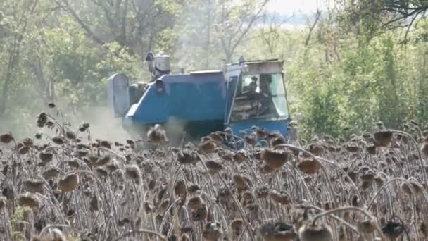 Combiner la récolte de tournesol sec. Vieux moissonneur agricole coupe le tournesol — Video