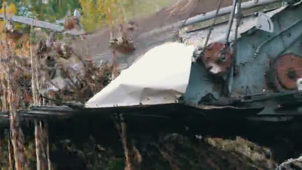 Récoltes combinées agricoles de tournesol sec dans les champs en automne 