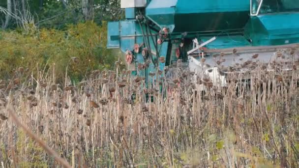 Agricultural combine harvests dry sunflower crops in field in autumn — Stock Video