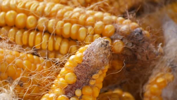 Le maïs jaune qui se trouve dans la grange vue de près. Récolte de maïs. Production agricole — Video