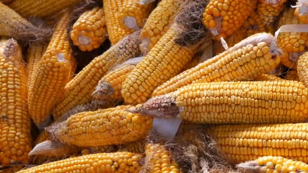 Жовта кукурудза, що лежить у сарай. Урожай кукурудзи. сільськогосподарського виробництва — стокове відео