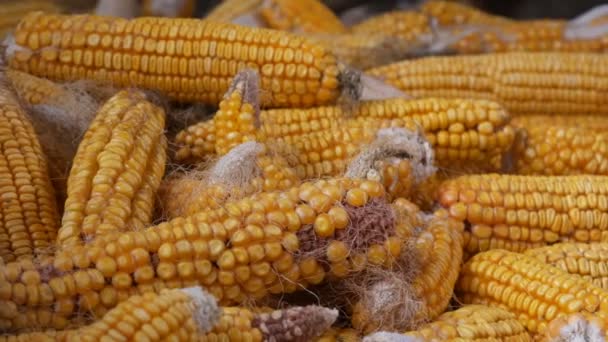 Muchas cabezas de maíz amarillas maduras en el granero. Maíz después de la cosecha de maíz. Producción agrícola — Vídeos de Stock