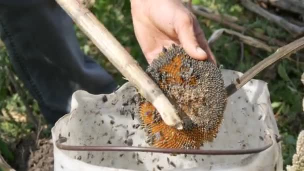 男性の強い手は棒で乾燥したヒマワリの頭を固執する。ヒマワリの種は頭から落ちる。収穫 — ストック動画