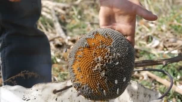 Mannelijke sterke handen steken het hoofd van de droge zonnebloem met een stok. Zonnebloempitten vallen uit het hoofd. Oogst — Stockvideo