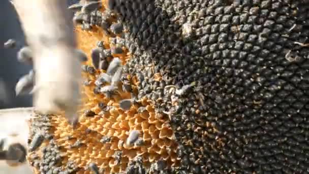 Vista de cerca de semillas de girasol caen de la cabeza en el campo. Macho manos fuertes pegan la cabeza de girasol seco con palo. Cosecha — Vídeo de stock