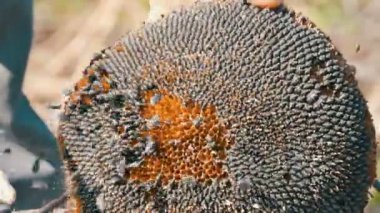 Ayçiçeği tohumlarının yakın Görünüm alanında başını düşmek. Erkek güçlü eller sopa ile Kuru ayçiçeği başını sopa. Hasat