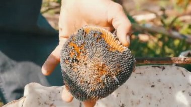 Ayçekirdeği kafasından düşer. . Erkek güçlü eller sopa ile Kuru ayçiçeği başını sopa. Hasat